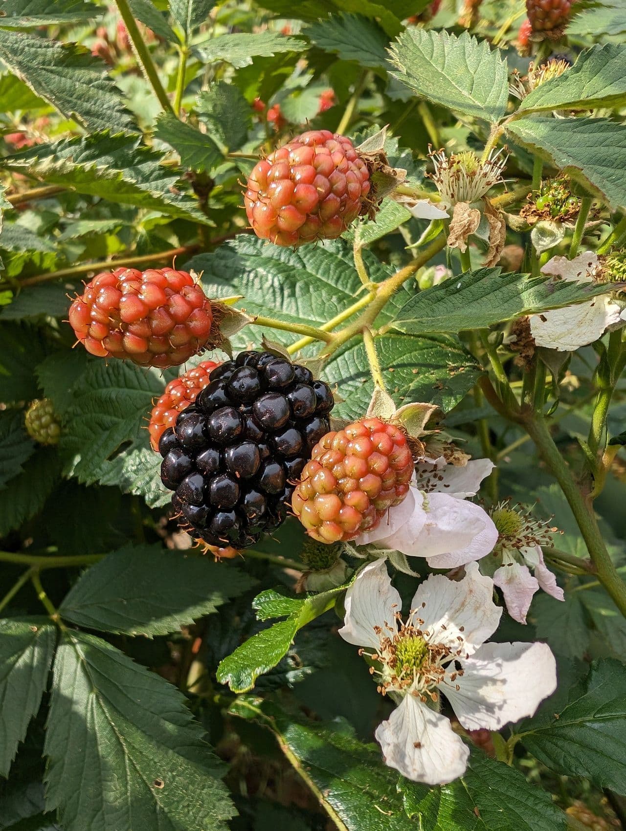 Flourishing blackberry bush