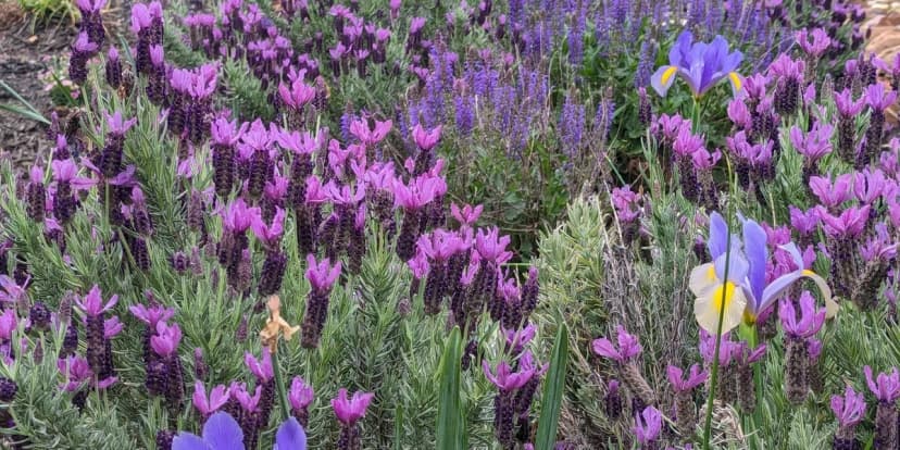 1/4 Acre Butterfly Garden for Pollinators