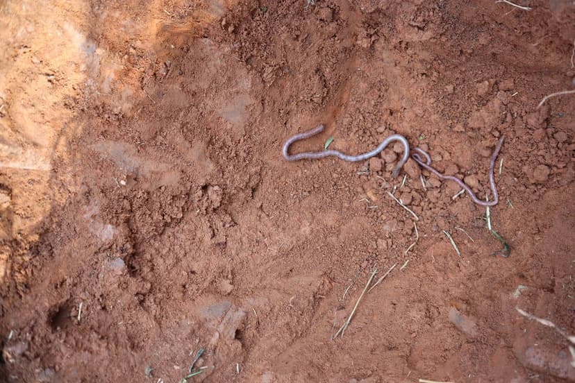 Let Nature Do the Tilling: How Daikon Radish Transforms Your Soil
