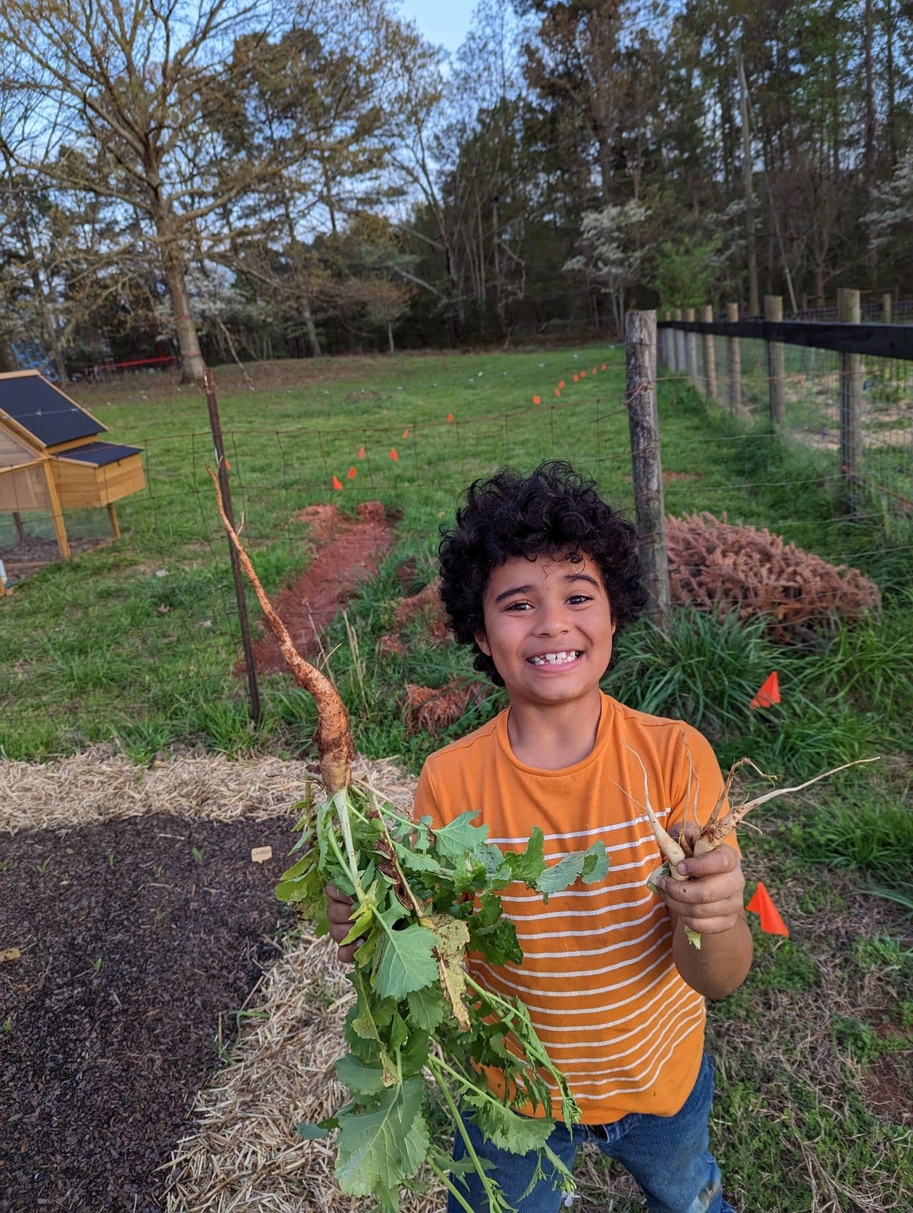 Decomposing radish in soil