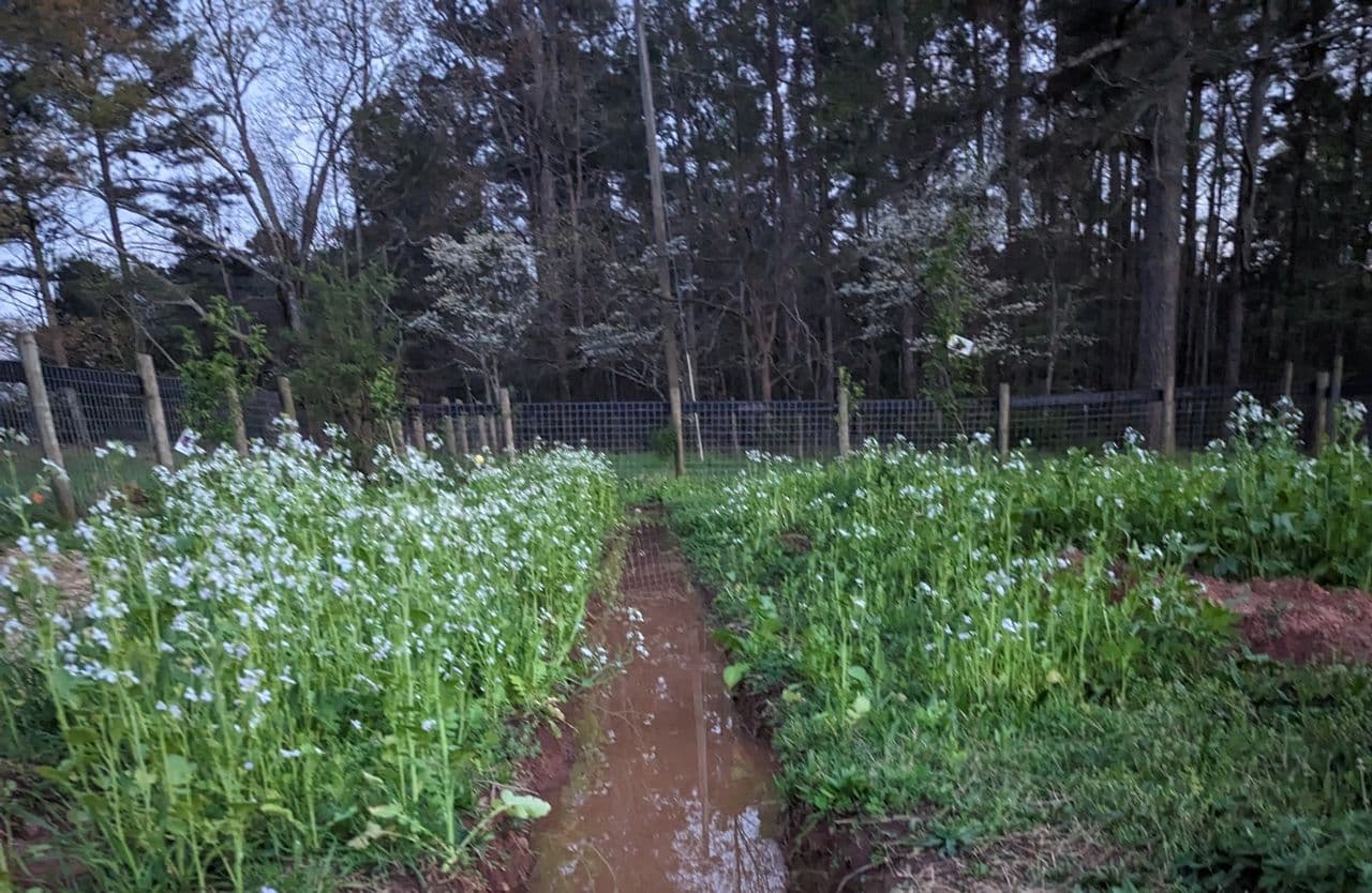 Large daikon radishes pulled from ground