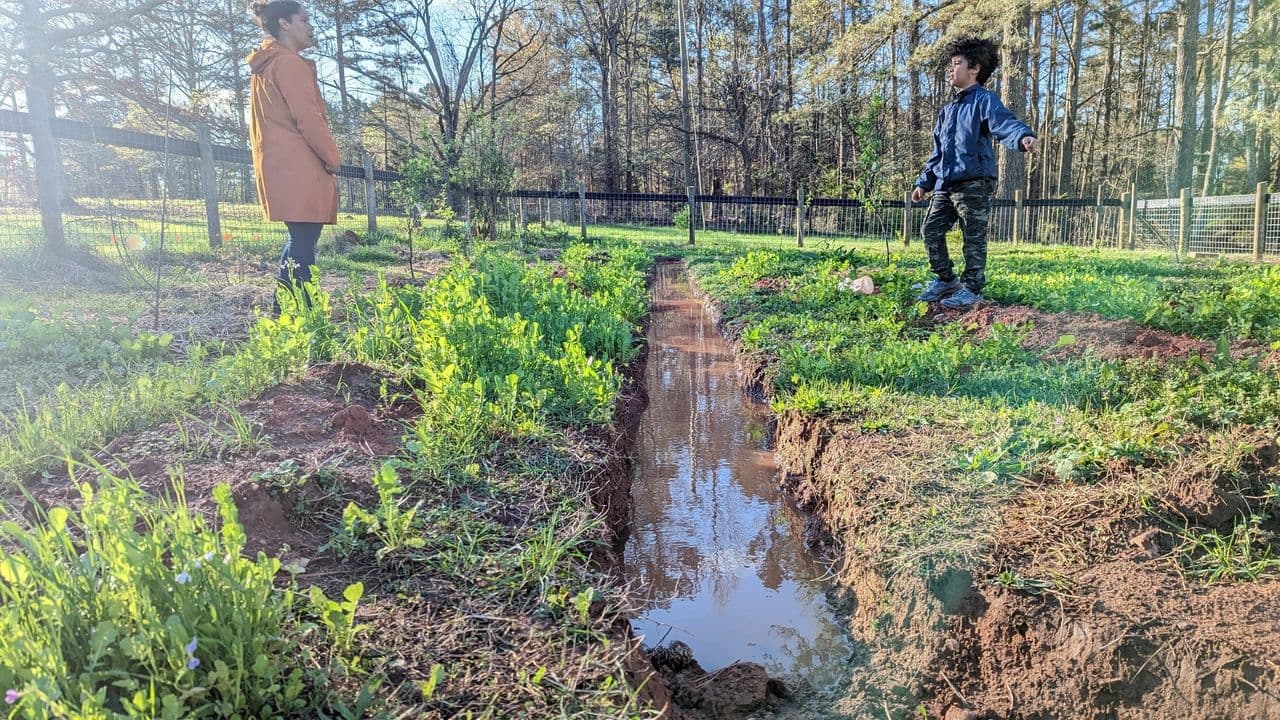 Field of daikon radishes breaking through soil