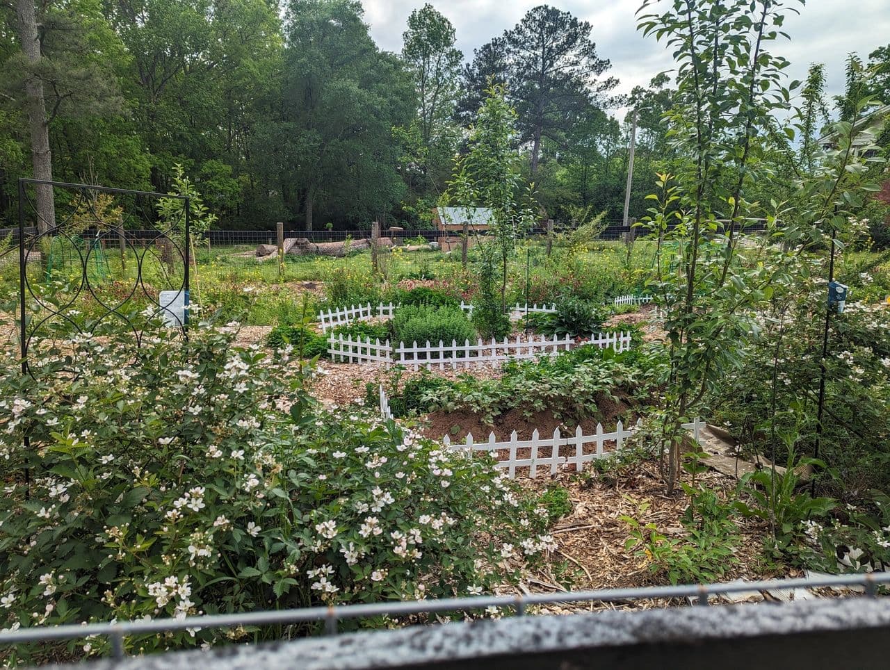 Garden after daikon radish treatment