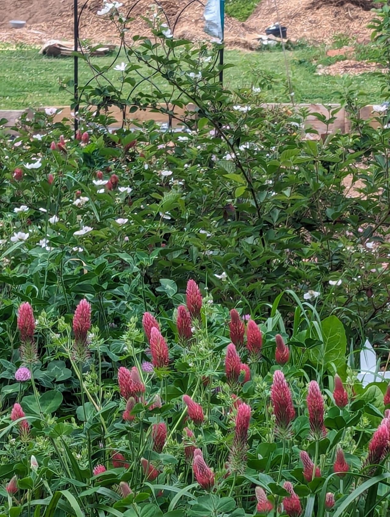 Flourishing garden in 2024