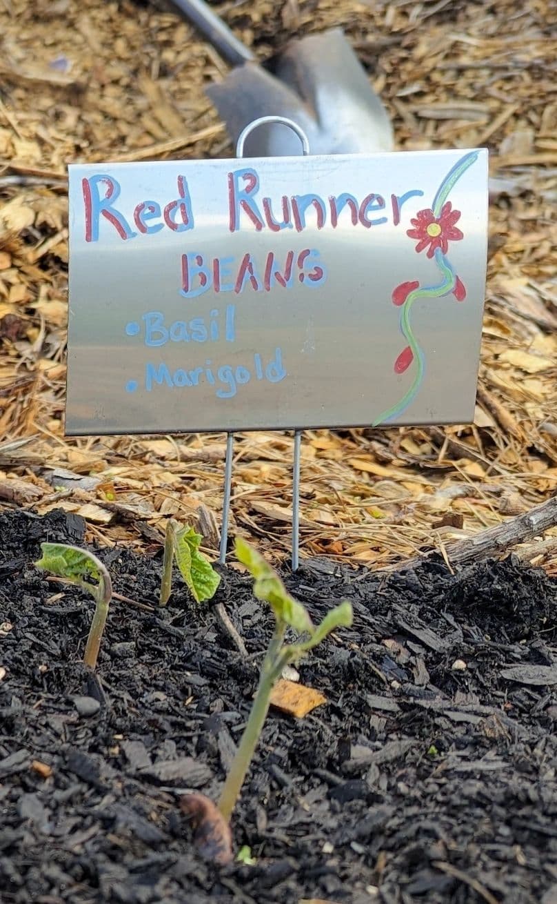 Creative contributions: a volunteer helped us paint garden signs to label our crops