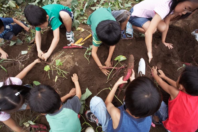 Butterfly garden